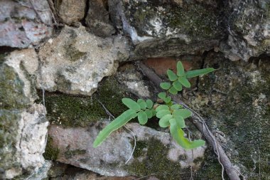 Eski konformasyon duvarının kırsal yüzeyini kapat