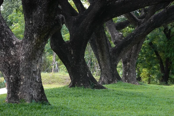 Public Park Big City Planting Big Trees Beauty Nature Peacefully — Stockfoto
