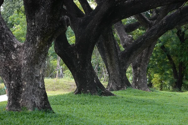 Een Openbaar Park Een Grote Stad Het Planten Van Grote — Stockfoto