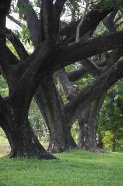 Büyük bir şehirde bir halk parkı büyük ağaçlar dikiyor, doğanın güzelliği ve huzur içinde.