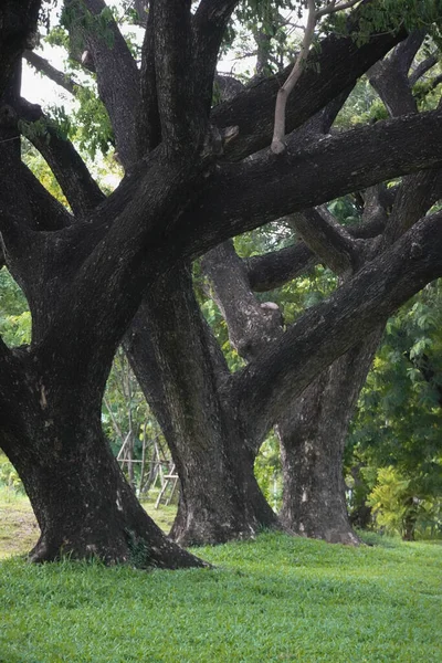 Nyilvános Park Egy Nagyvárosban Amely Nagy Fákat Ültet Természet Szépségét — Stock Fotó