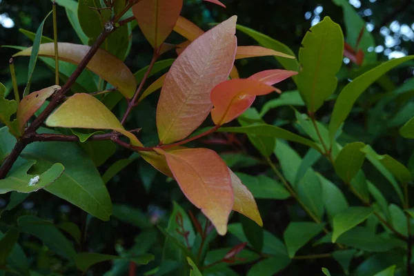 Красота Природы Листья Свежи После Дождя — стоковое фото