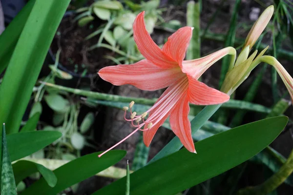 Flor Bonita Elegante Jardim — Fotografia de Stock