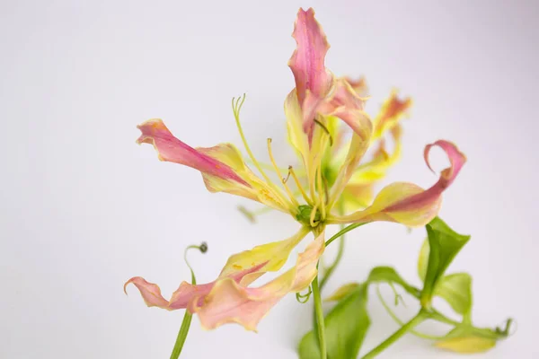 Belleza Naturaleza Con Asombroso Bokeh Los Pétalos Enmarcados — Foto de Stock