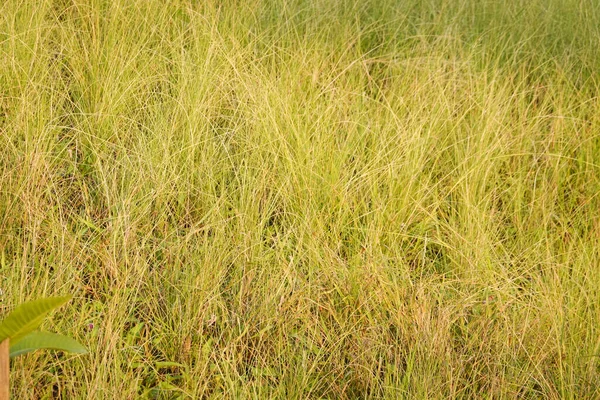 Pleasant Walking Park Green Meadow — Foto Stock