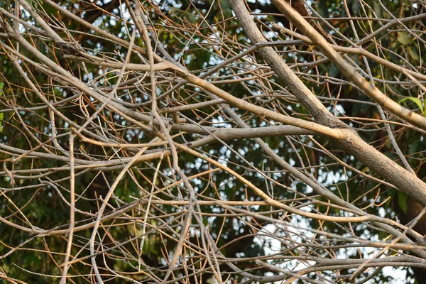 Abstraktní Chaotické Větve Stromů Parku — Stock fotografie