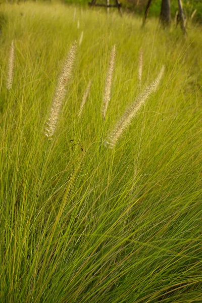 Pleasant Walking Park Green Meadow — 图库照片