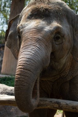 Şirin ve Şakacı Maymun ağaçta eğleniyor.