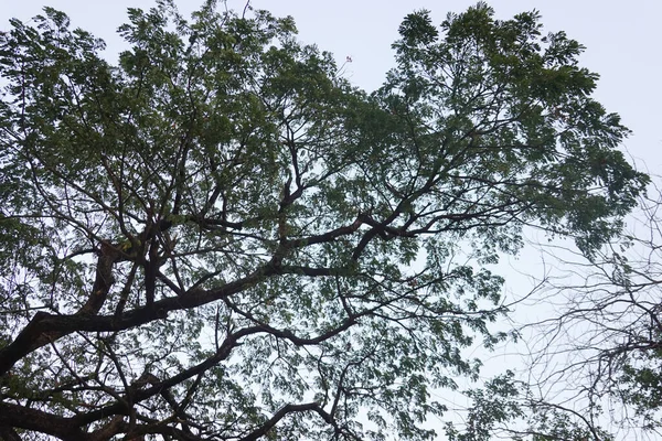 Schönheit Der Natur Grüne Blätter Des Großen Baumes Einem Sonnigen — Stockfoto