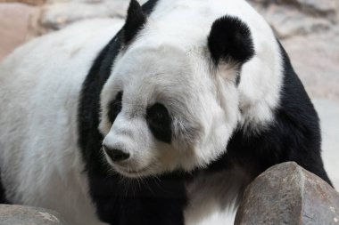 Şirin ve Şakacı Maymun ağaçta eğleniyor.