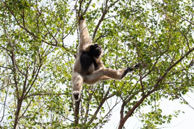 Ağaçta sevimli ve şakacı Gibbon