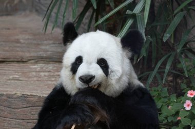 Happy Panda in Thailand, name Lin-Hui