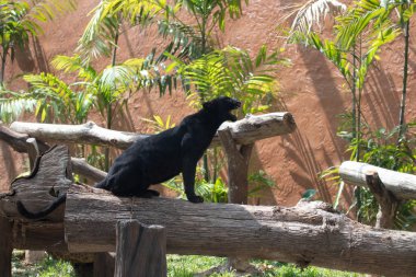 Kara Kaplan öğle yemeğinden sonra dinleniyor.
