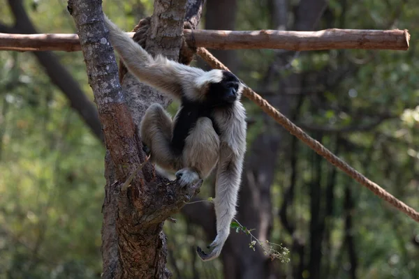 Gibbon Marrón Divertido Juguetón Árbol — Foto de Stock
