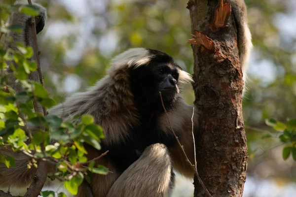 Ağaçta Komik Neşeli Gibbon — Stok fotoğraf