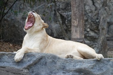 Yemek sonrası kestirme zamanı, dişi aslan esniyor.