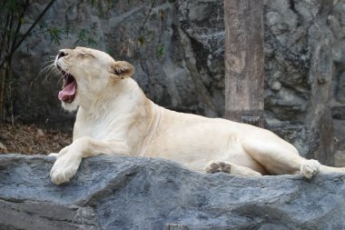 Yemek sonrası kestirme zamanı, dişi aslan esniyor.