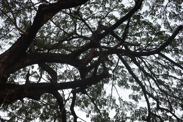 Schönheit Der Natur Grüne Blätter Des Großen Baumes Einem Sonnigen — Stockfoto