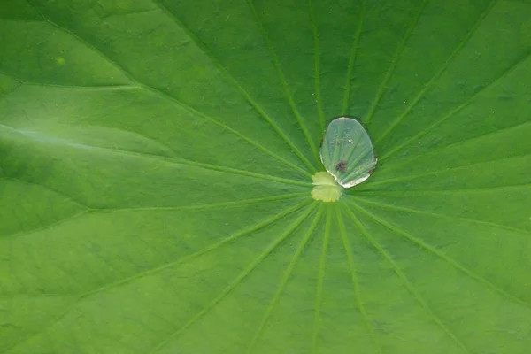 Beauty Nature Water Drop Lotus Leaf Lake — 스톡 사진