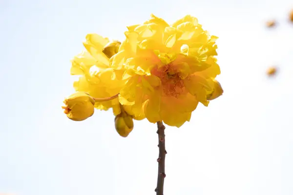 Jasny Piękny Żółty Kwiat Żółta Bawełna Jedwabna Butter Cup Pojedynczy — Zdjęcie stockowe