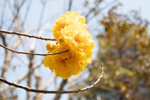 Leuchtend Schöne Gelbe Blume Gelbe Seidenwolle Butterbecher Einzeln Butterbecher Doppelt — Stockfoto