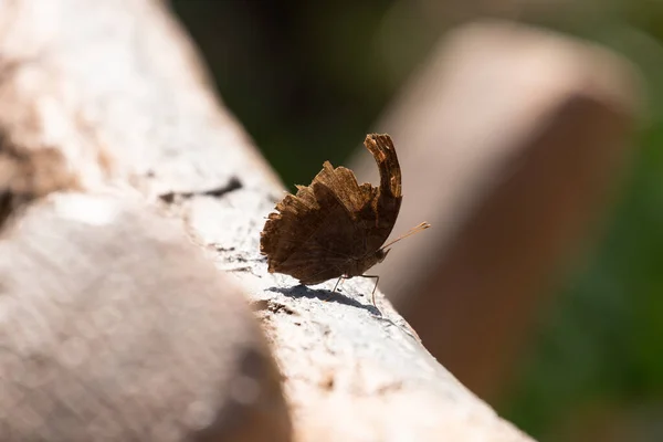 Fermer Papillon Brun Sur Brindille Arbre — Photo