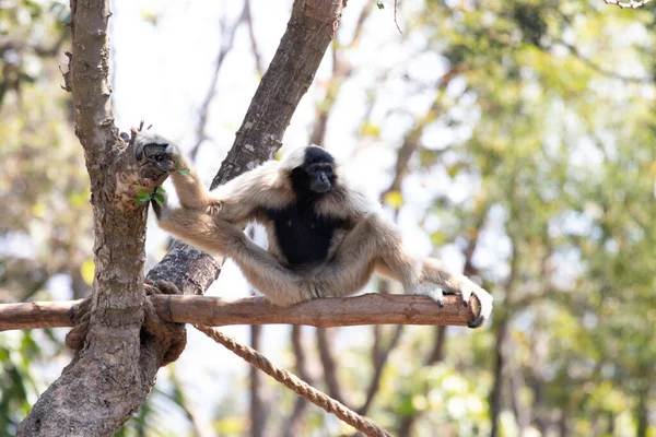 Gibbon Marrone Divertente Giocoso Sull Albero — Foto Stock