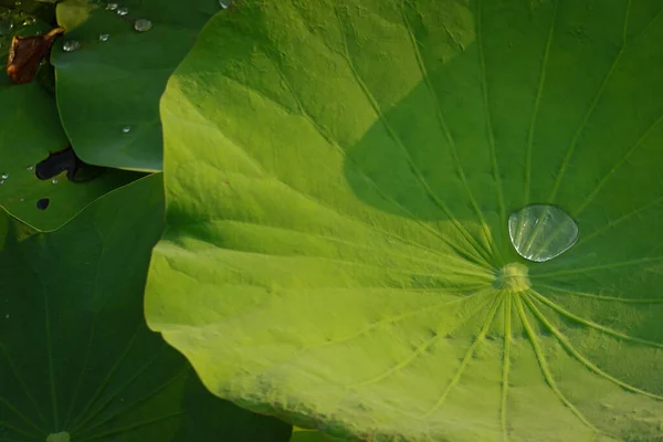 Beauty Nature Water Drop Lotus Leaf Lake — 스톡 사진