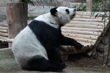 Tayland 'da mutlu panda, adı Lin-Hui.