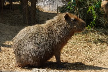 Capybabra 'yı kapatın ve avluda öylece oturun.