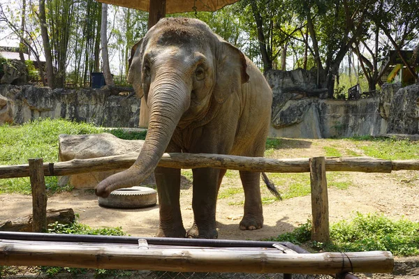 Vista Frontal Elefante Esperando Comida — Foto de Stock