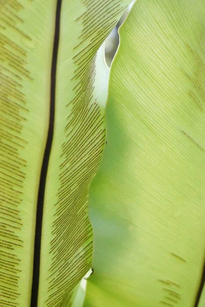Amazing Abstract Pattern Spore Lines Back Part Ferrn Leaves — Fotografia de Stock