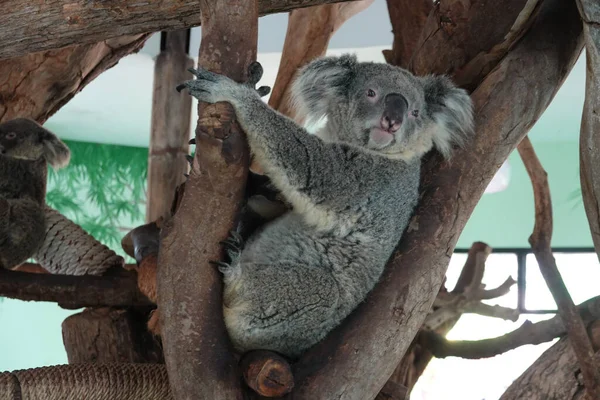 Cute Fluffy Koala Looking Camera — Photo