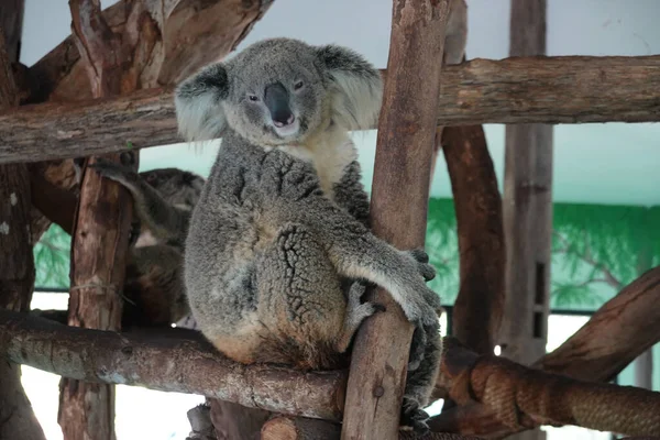 Cute Fluffy Koala Looking Camera — Photo