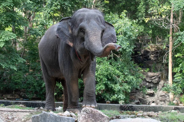 Elefante Feliz Engraçado Brincalhão — Fotografia de Stock