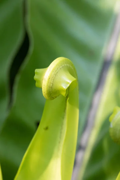 Skönhet Naturen Kurva Färska Gröna Blad Visar Detalj Konsistens Och — Stockfoto