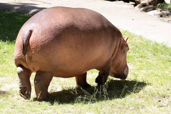 Heureux Hippopotame Dans Étang — Photo