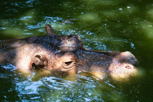 Happy Hippopotamus Pond — Stockfoto