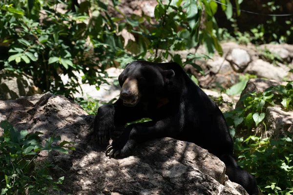 Χαρούμενη Μαύρη Αρκούδα Που Αναπαύεται Στην Πράσινη Αυλή — Φωτογραφία Αρχείου