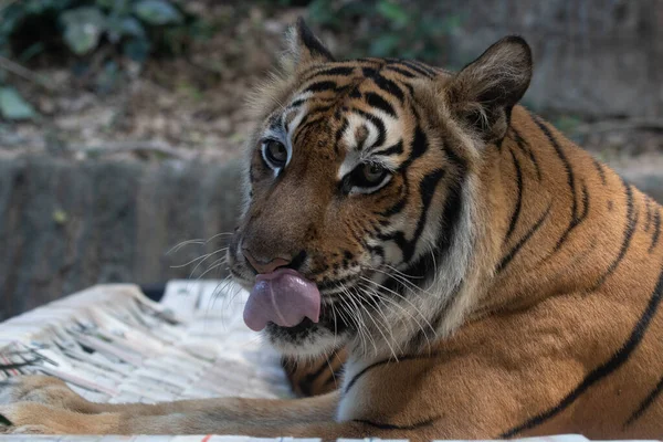 Funny Playful Tiger — Stock Fotó