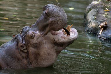 Güneşli bir günde, Hippopotamus zamanlarını hep gölde geçirir.