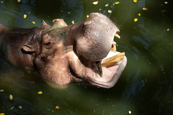 Par Une Journée Ensoleillée Hippopotame Passe Toujours Son Temps Dans — Photo