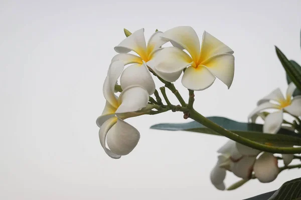 Beautiful Elegant Tropical Flower Frangipani Plumeria —  Fotos de Stock