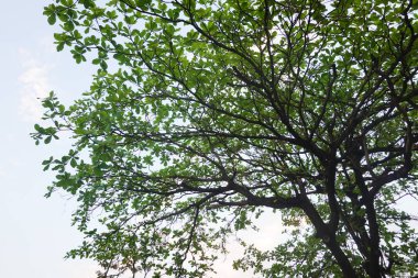 Gail, Lezzetli aperatif, İspanyol salsa soslu Fransız ekmeği.