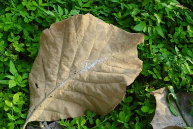Gail, Lezzetli aperatif, İspanyol salsa soslu Fransız ekmeği.