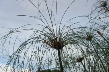 Reed Bitkisi 'nin şaşırtıcı şekli ve şekli