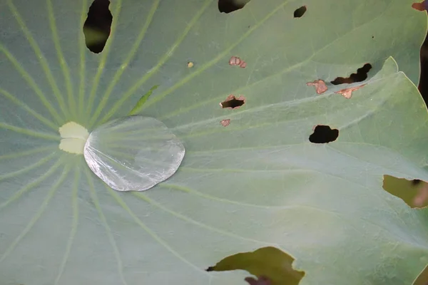 Beauty Nature Raining Always Left Crystal Water Drop Green Leaves — Fotografia de Stock