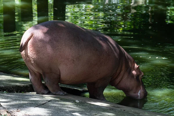 Heureux Hippopotame Dans Étang — Photo