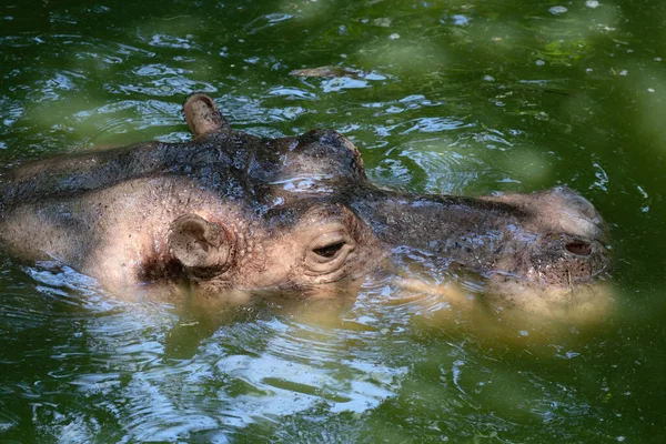 Happy Hippopotamus Pond — Stockfoto