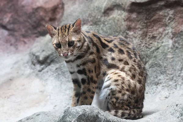 Curious Beautiful wild cat, Serval Wild Cat,  is staring at something